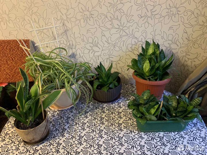 Комнатные цветы