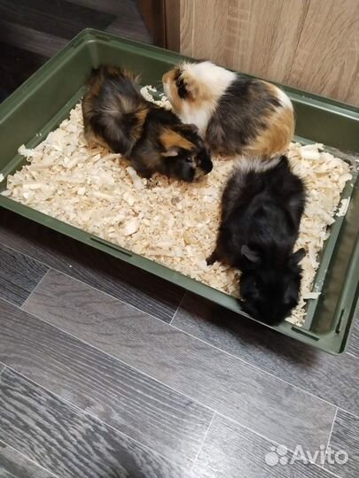 Морские свинки