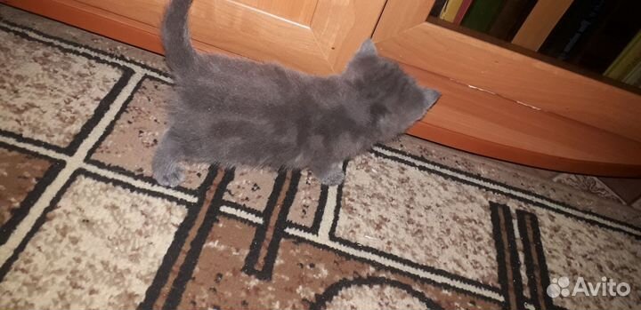 Шотландские котята