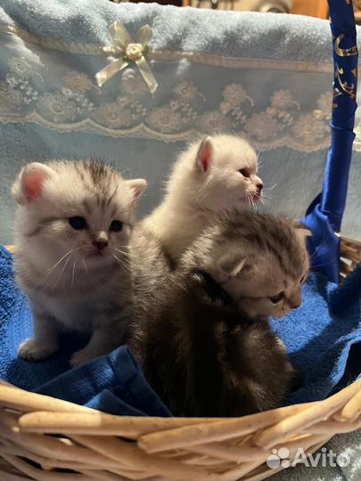 Шотландские котята