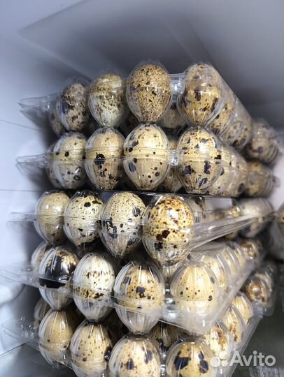 Яйца,перепела копчёные и свежие