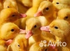 Подрощенные,Бройлер,Гусята,Утята
