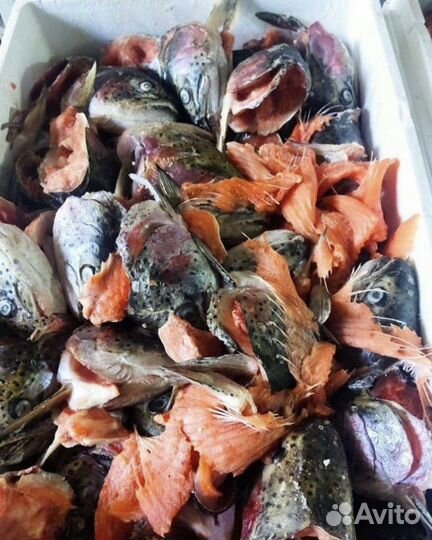 Рыба голву форель