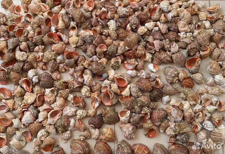 Ракушки рапана черноморского