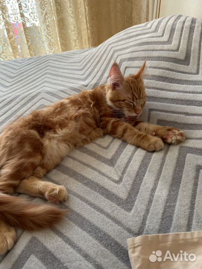 Котик мейн-кун