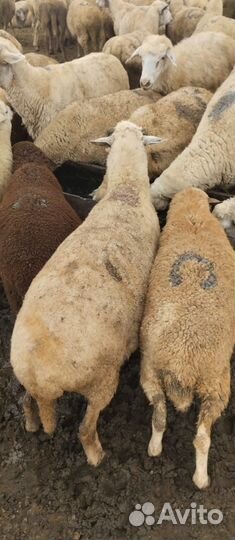 Овцы бараны ягнята в Дагестане