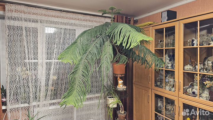 Большое растение араукарии