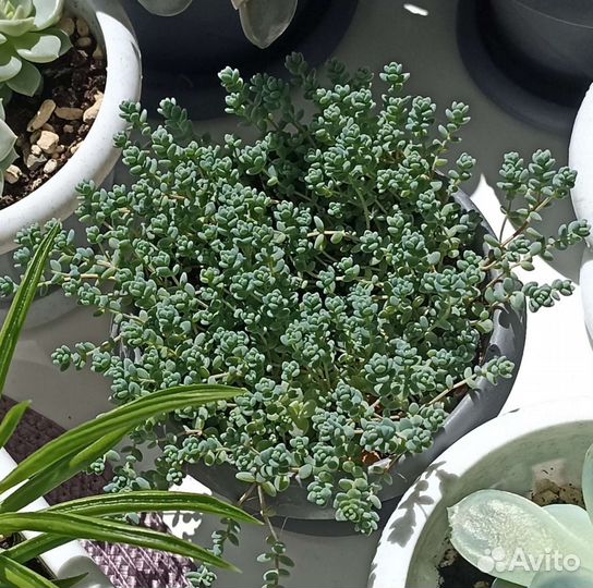 Суккуленты