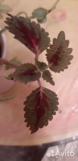 Колеусы,бегонии и финиковые пальмы и фиалки