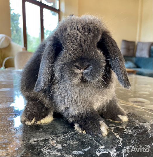 Декоративные кролики