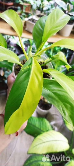 Филодендрон Малай Голд