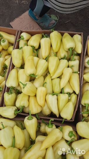 Семена перца алексей белазёрка