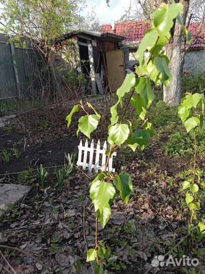 Саженцы березы и ирги