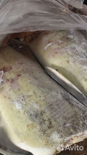 Рыба для кошек и собак