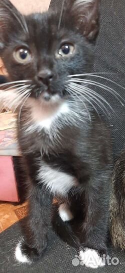 Котята в добрые руки бесплатно