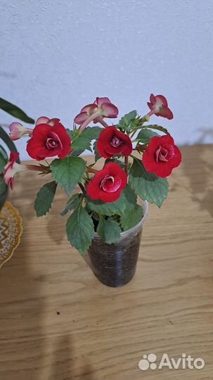 Цветы Ахименесы