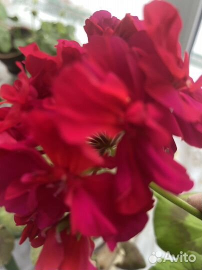 Герань садовая. Пеларгония. Цветок