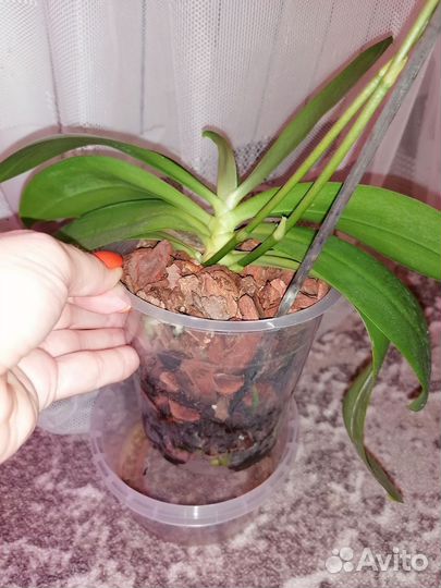 Орхидея Джулия