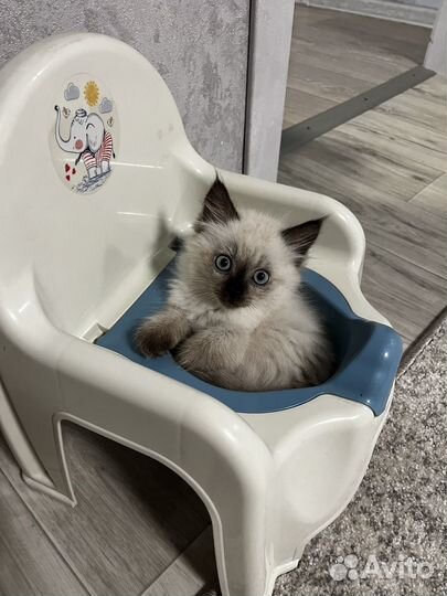 Сиамский котенок мальчик