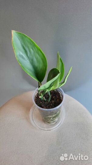 Сингониум ред спот триколор и др