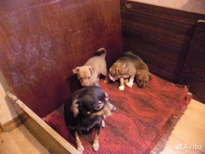 Той-терьер щенки