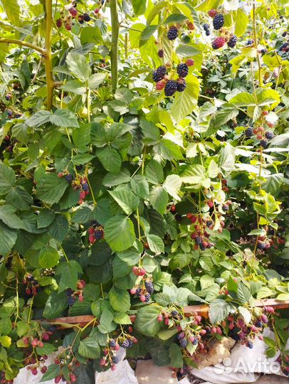 Саженцы Ореха грецкого. Смородина чëрная