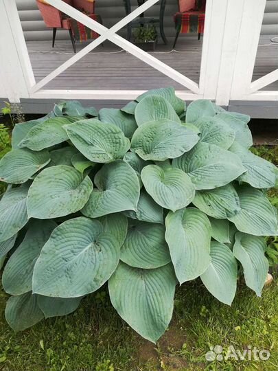 Хосты, очиток