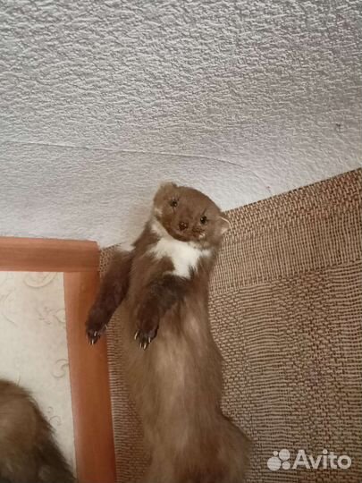 Куница, чучело