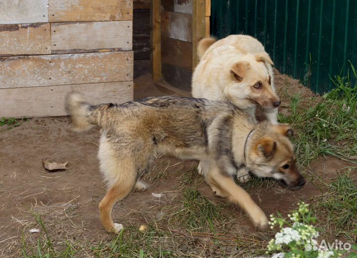 Щенки подростки