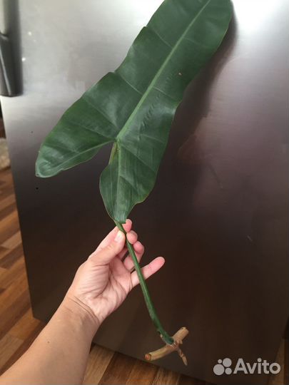 Филодендрон санта леопольдина