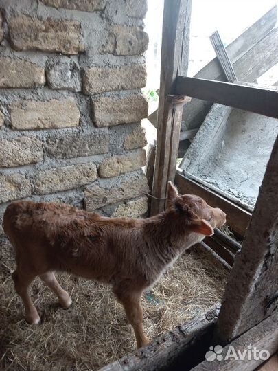 Телка телочка