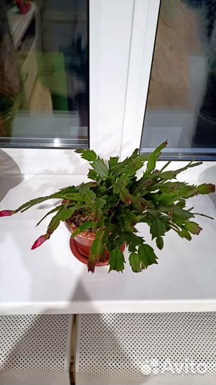 Цветок декабриста (Шлюмбергера) в горшке