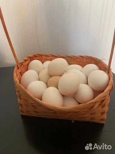 Домашние куриные яйца