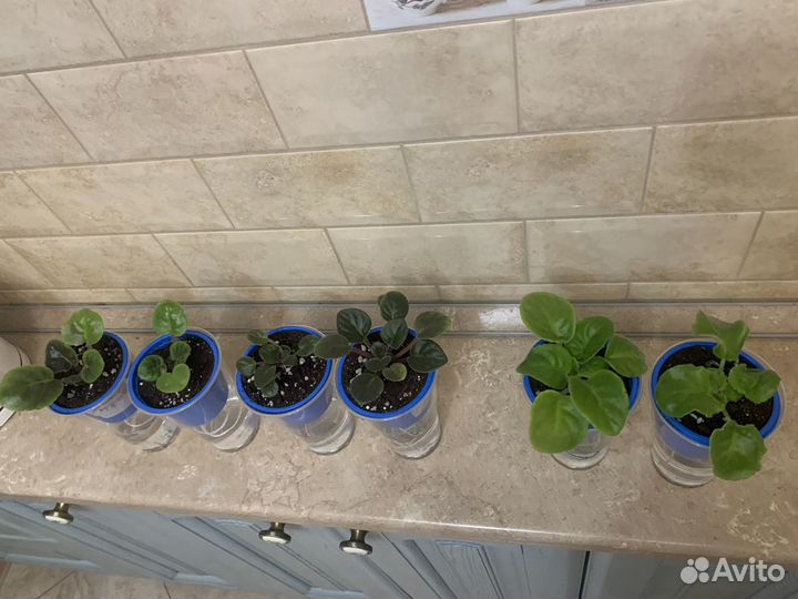 Фиалка Сортовая