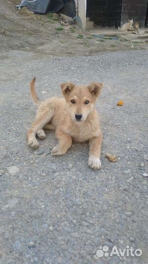 Домашние животные собаки бесплатно