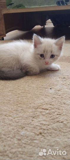 Котята