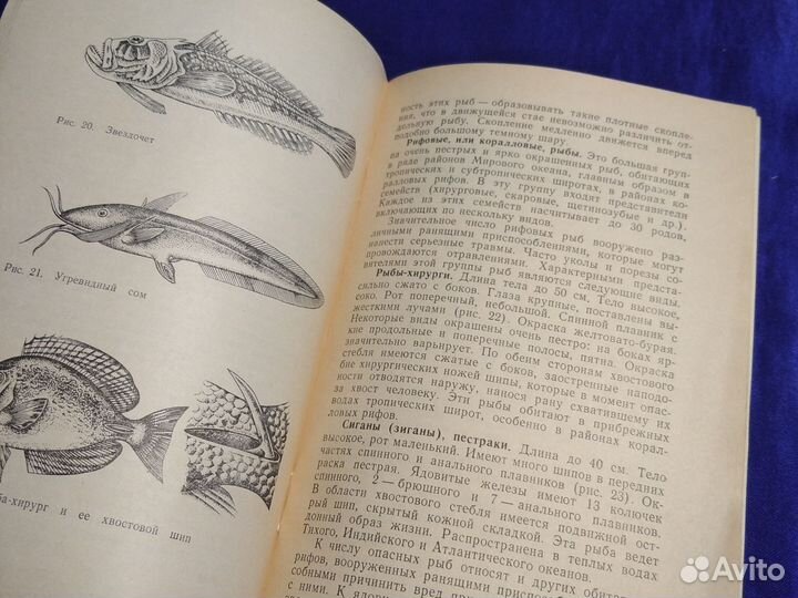 Ю. Стенько Опасные морские животные