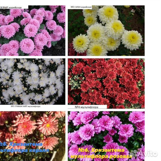 Хризантемы и др