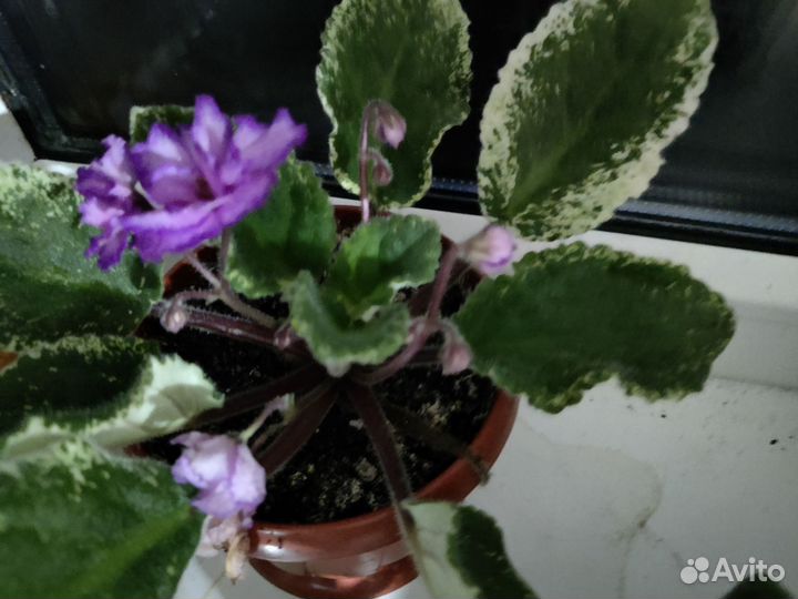 Фиалки в горшках