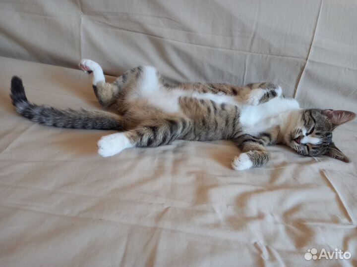 Кошечка в добрые руки