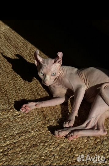 Канадский сфинкс эльф на вязку