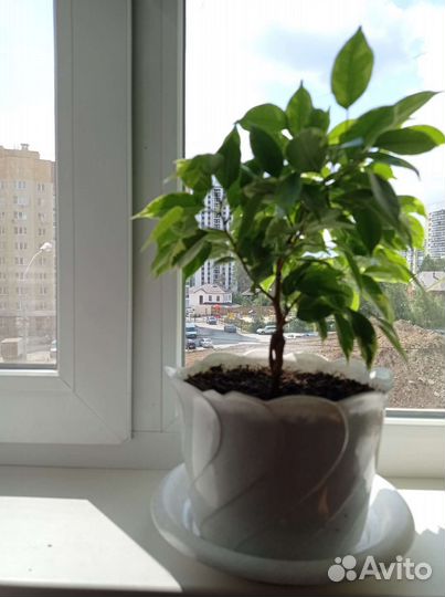 Фикус бенджамина