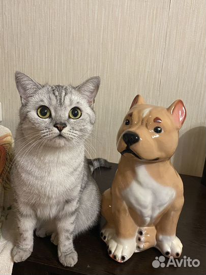 Отдам В добрые руки