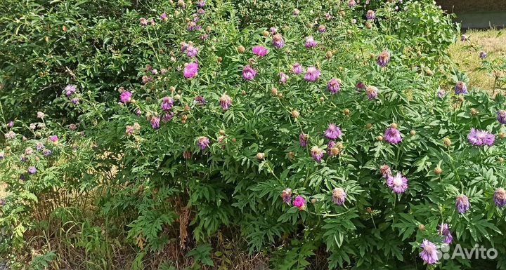 Василек королевский розовый многолетний