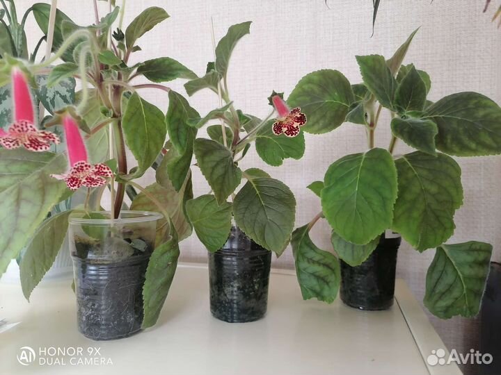 Колерия Bibbi