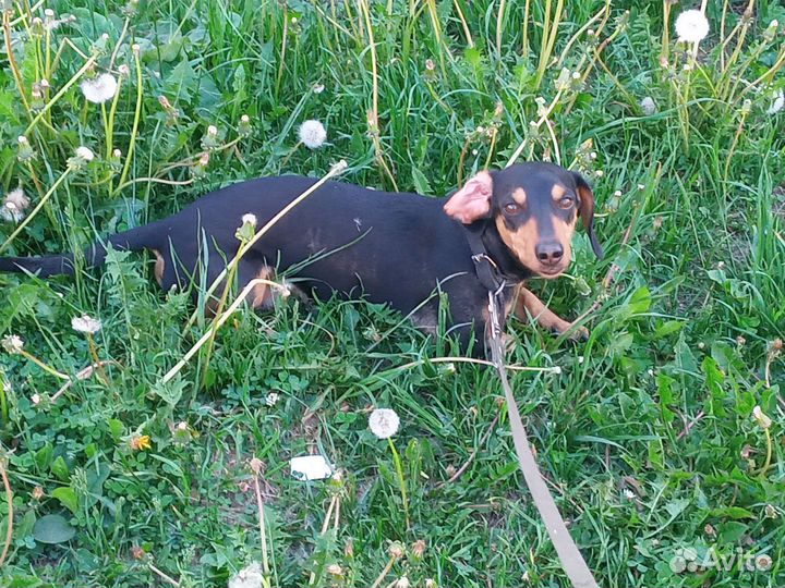 Выгул собак