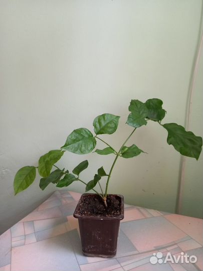 Комнатный цветок Жасмин комнатный Самбак