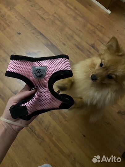 Шлейка для маленькой собаки