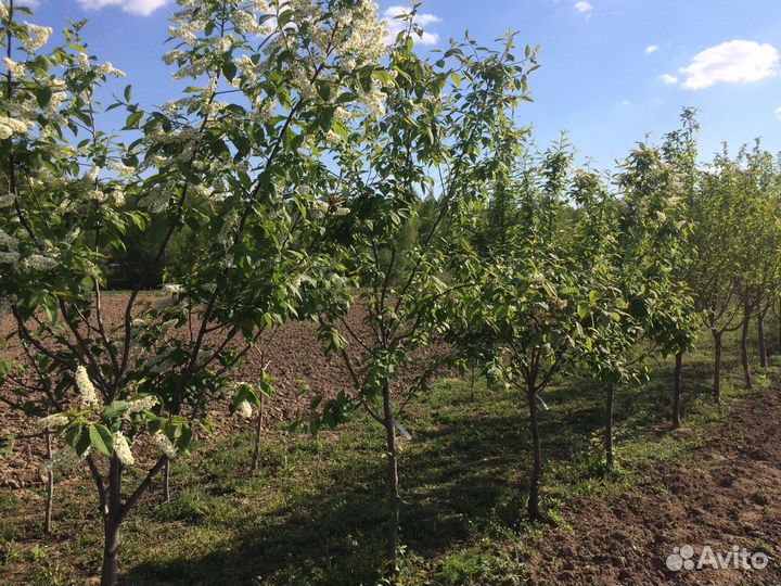 Яблони 10 лет