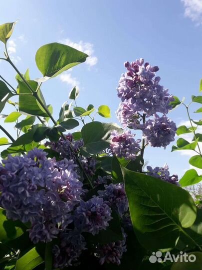 Сирень сортовая